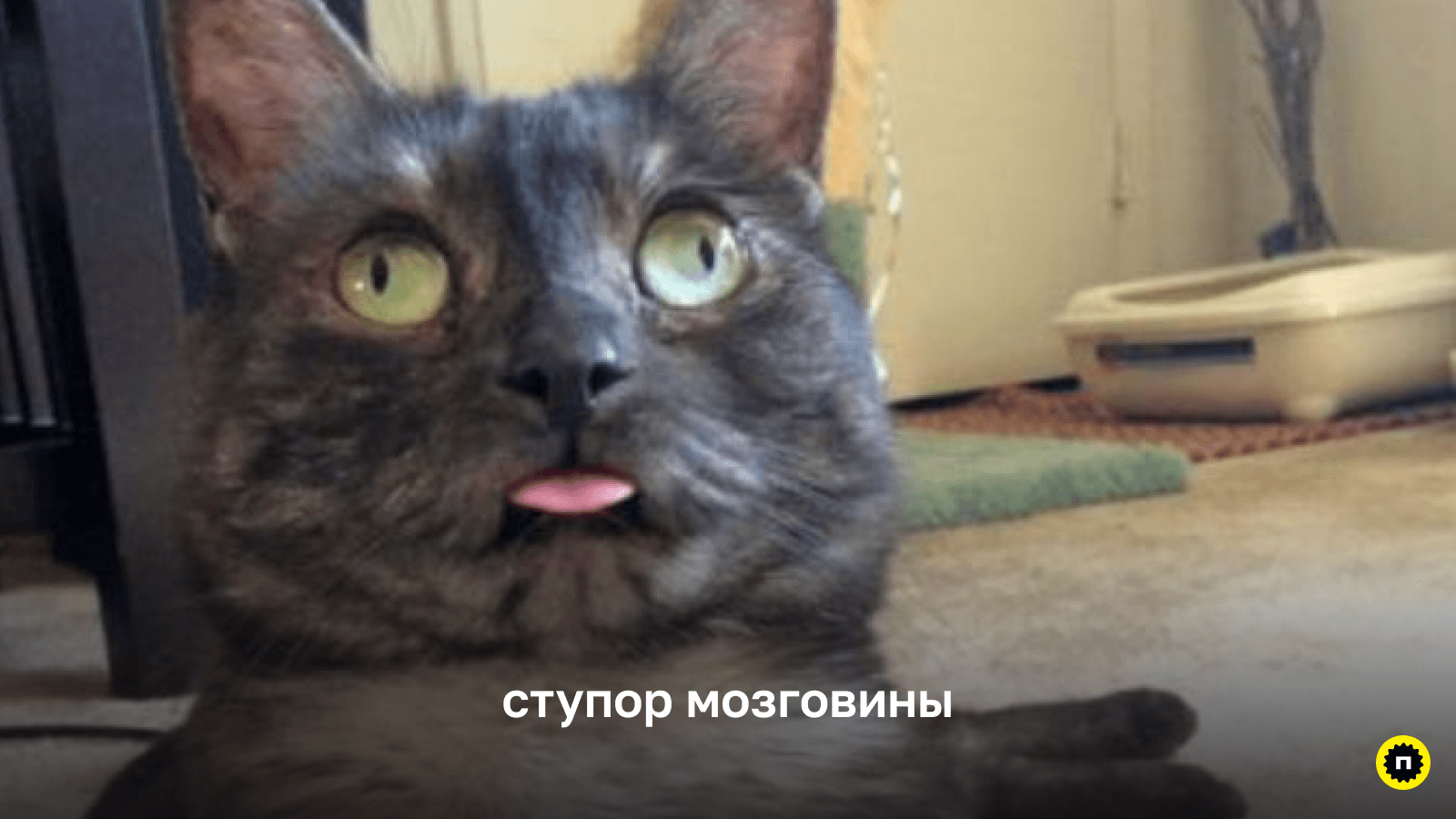Всегда подсказывайте пользователю, как работает ваш интерфейс Пародия на типичного пользователя, который запутался в интерфейсе