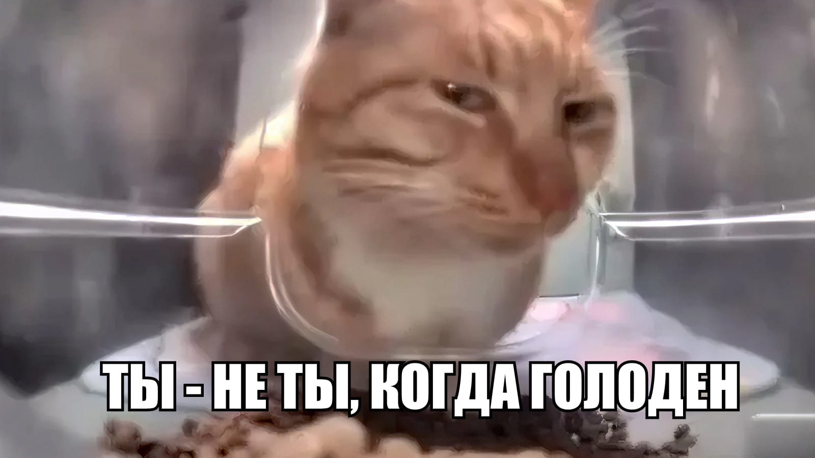 Мем с изображением кота: ты - не ты, когда голоден